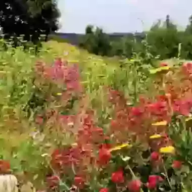 Perennial Cottage Garden